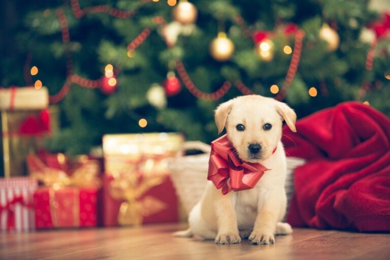 5 Reasons You Should Give a Pet as a Gift in 2023