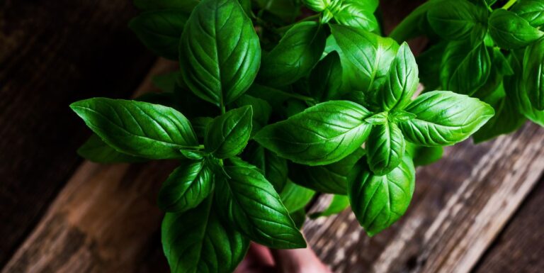 6 Incredible Health Benefits of Basil You Never Knew – 2023 Guide