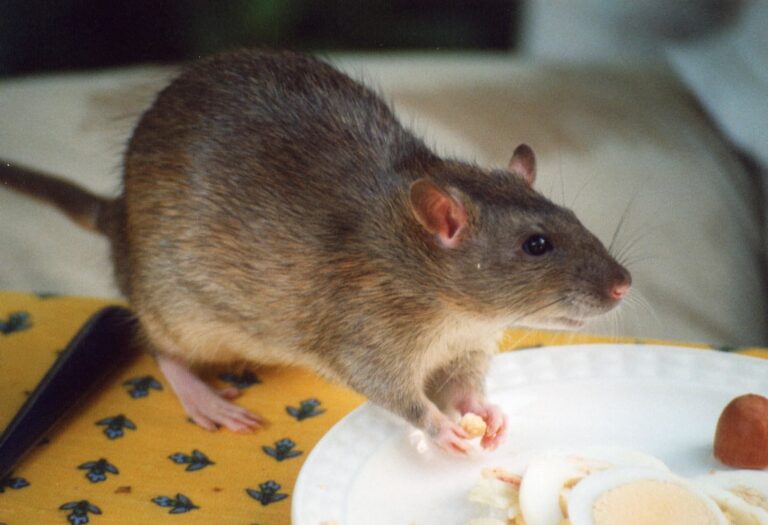 7 Tips to Prevent Rodent Infestations in Your Home – 2023 Guide