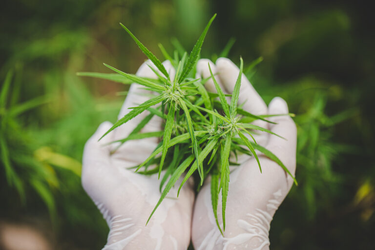 CBD Grape Soda Hemp Flower as a Medical Alternative to Cannabis – 2023 Guide