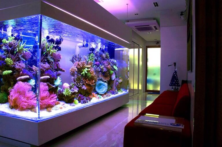 8 Tips And Tricks For Properly Cleaning Your Aquarium – 2023 Guide