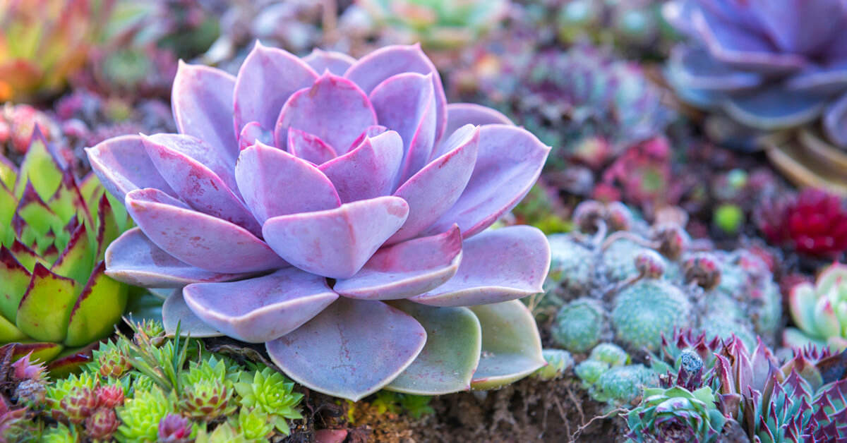 Why Your Succulent Might Be Dying
