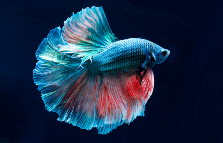 Is It Safe To House Betta Fish With Other Fish? Creating the Right Habitat