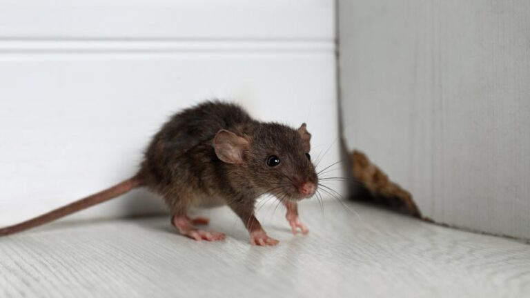 How Long Does Rodent Control Take? Understanding the Process