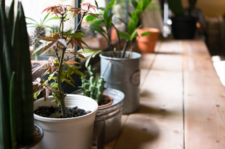 5 Tips for Creating a Thriving Indoor Garden in 2023